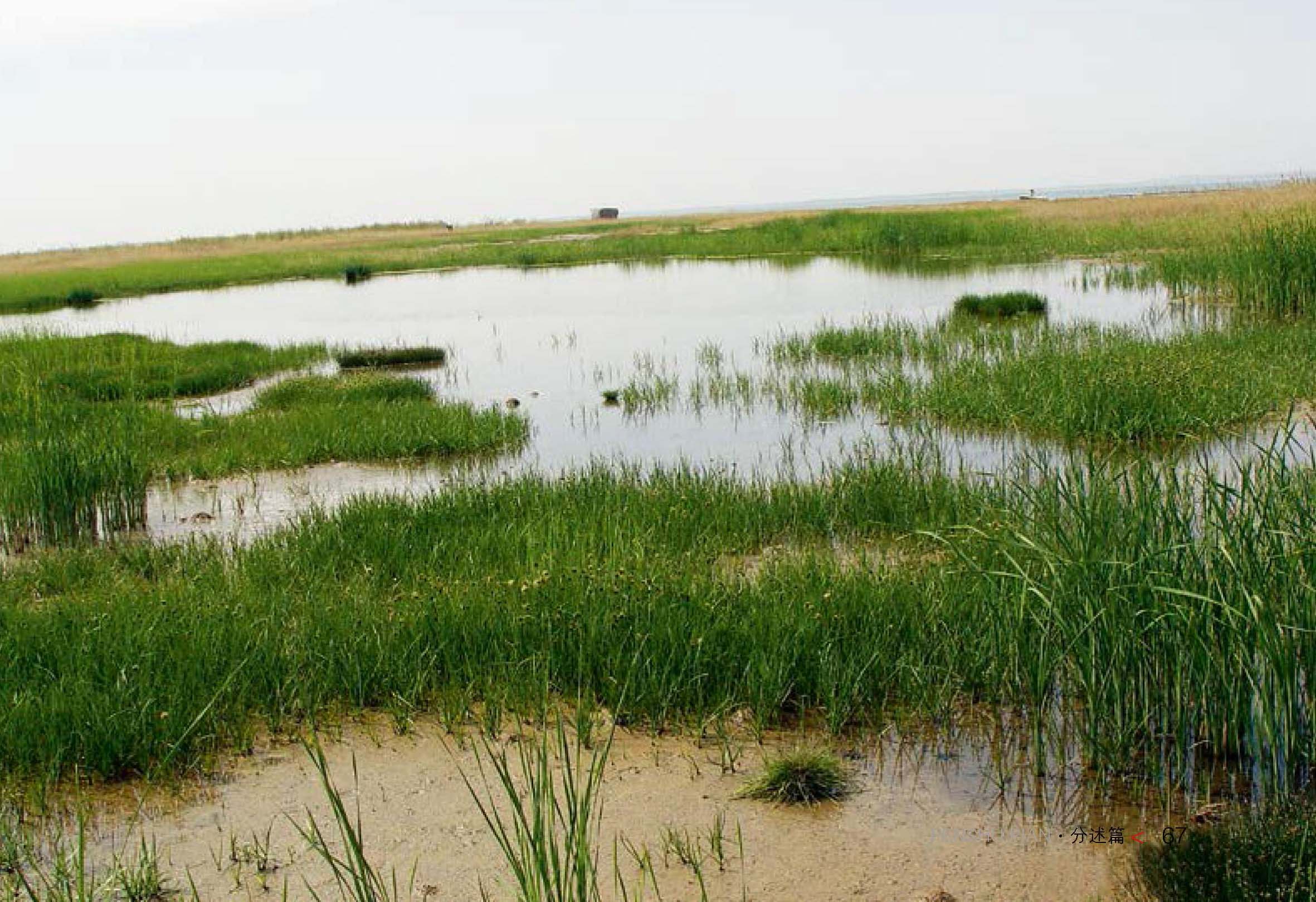 我国最大的沙漠淡水湖——陕西红碱淖湿地省级自然保护区